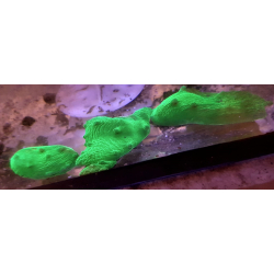 Sinularia Dura "Fluo Green"